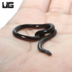 ug_adult_brahminy_blind_snake_4.jpg