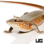 ug_red_sided_skink_1.jpg