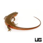 ug_red_sided_skink_2.jpg