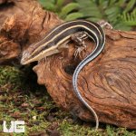 ug_African_Blue_Tail_Skink_6.jpg