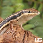 ug_African_Blue_Tail_Skink_5.jpg