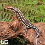 ug_african_blue_tail_skink_4.jpg