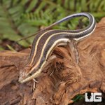 ug_african_blue_tail_skink_3.jpg
