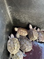IMG_9203.jpeg