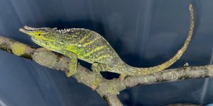 IMG_8275.jpeg