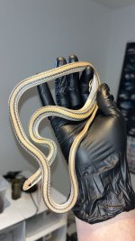 IMG_3538.jpeg