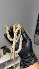IMG_3535.jpeg