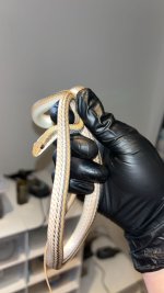 IMG_3533.jpeg