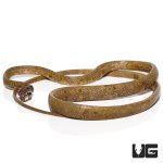 ug_blunt_headed_slug_snake_4.jpg