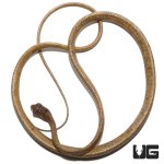 ug_blunt_headed_slug_snake_2.jpg