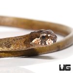 ug_blunt_headed_slug_snake_1.jpg