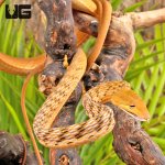 ug_Orange_Asian_Vine_Snake_4.jpg