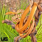 ug_Orange_Asian_Vine_Snake_2.jpg