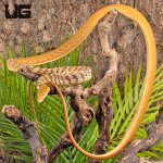 ug_Orange_Asian_Vine_Snake_3.jpg