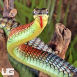 ug_Kopsteins_Bronzeback_Snake_3.jpg