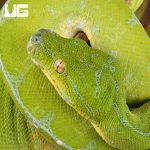 ug_Female_Manokwari_Green_Tree_Python_#1_3.jpg