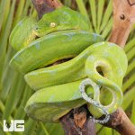 ug_Male_Jayapura_Green_Tree_Python_#1_3.jpg