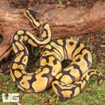 ug_Baby_Blackhead_Enchi_Het_Clown_Ball_Python_1.jpg
