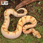 ug_Baby_OD_Spider_Enchi_Ball_Python_2.jpg