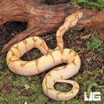 ug_Baby_OD_Spider_Enchi_Ball_Python_1.jpg