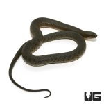 ug_green_water_snake_2.jpg