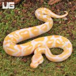 2ug_Baby_Candino_Ball_Python_1.jpg