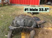 #1 male tw funa.jpg