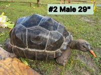#2 male tw fuana .jpg