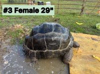 #3 Female tw fuana.jpg