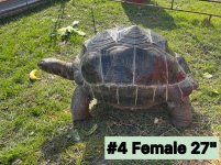 #4 Female tw fuana.jpg