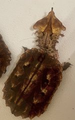 IMG_7369.jpeg