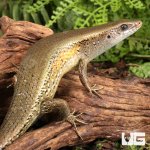 ug_Nicobar_Island_Skink_3.jpg