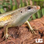 ug_Nicobar_Island_Skink_2.jpg
