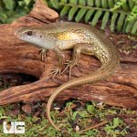 ug_Nicobar_Island_Skink_1.jpg