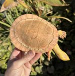 IMG_2245.jpeg