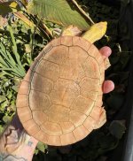 IMG_2249.jpeg