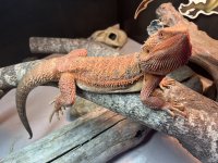 IMG_0104.jpeg