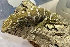 IMG_8966.jpeg