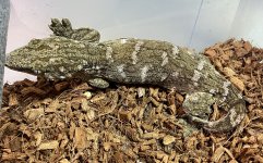 IMG_8968.jpeg