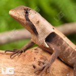 ug_Peruvian_Dead_Leaf_Lizard_3.jpg