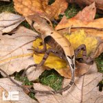 ug_Peruvian_Dead_Leaf_Lizard_2.jpg
