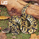 ug_Baby_Pastel_Bongo_Het_Clown_Ball_Pyhton_1.jpg