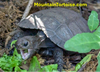 Hungry Hungry Tortoise.png