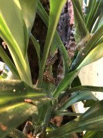 IMG_5094.jpeg