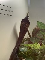 IMG_4529.jpeg