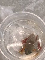 IMG_4814.jpeg