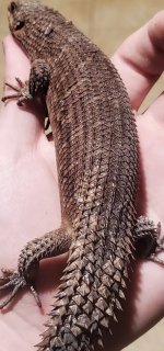 IMG_9612.jpeg