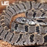 ug_Rhombic_Egg_Eating_Snake_4.jpg