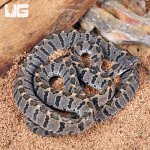ug_Rhombic_Egg_Eating_Snake_2.jpg