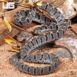 ug_Rhombic_Egg_Eating_Snake_1.jpg